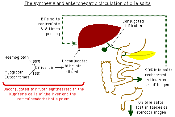 diagram of the enterohepatic circulation of bile salts.