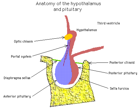 diagram of the hypothalamus and pituitary: optic chiasm, hypothalamus, pituitary, posterior clinoid, sella turcica, portal system, diaphragma sella