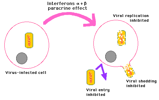  diagram of the action of interferons alpha and beta.